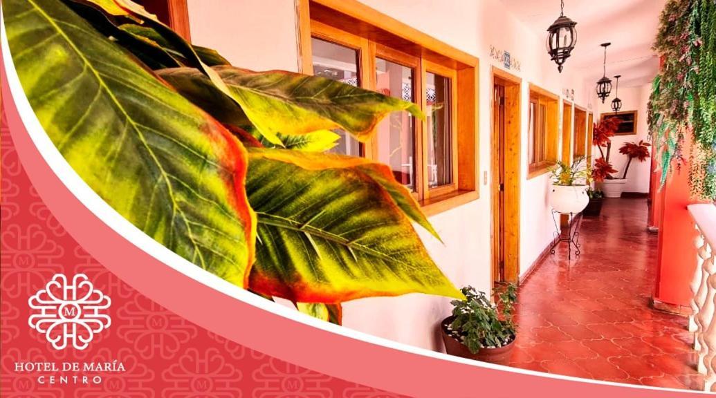 Hotel De Mariacentro San Cristóbal de Las Casas 외부 사진